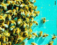 USFWS to create pollinator corridor for butterflies, bees
