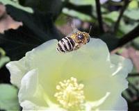 US lists a bee as endangered for the first time
