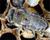 Building A Better Bee