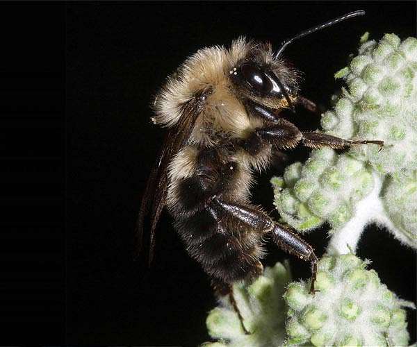 Insect diversity boosts longterm stability of crop pollination services