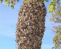 Formation of swarms in nanosystems