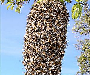 World agriculture suffers from loss of wild bees: study