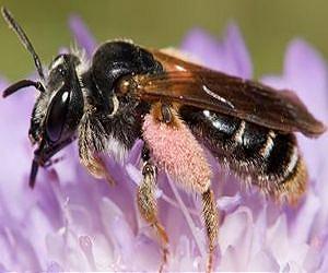 Encouraging signs for bee biodiversity