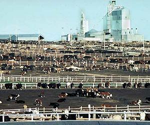 Livestock is major contributor to global warming: UN