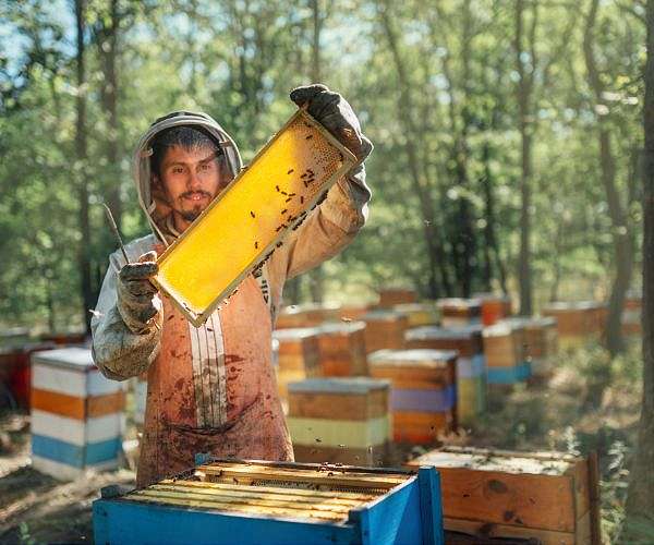 North Macedonia's beekeepers face climate change challenge