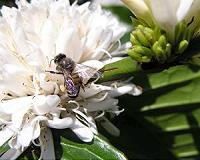 'Stressed' young bees could be the cause of colony collapse