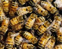 Ten hospitalized in Nicaragua killer bee attack