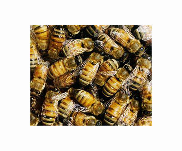 Radar reveals that male bees gather in certain locations to mate with queens