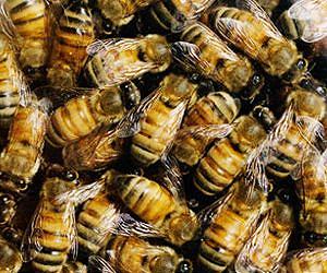 EU bans yet another pesticide harmful to bees