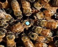 Single gene separates queen bee from workers