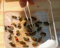 Why bees soared and slime flopped as inspirations for systems engineering