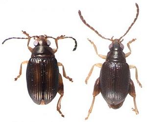 Two New Species Of Leaping Beetles Discovered In New Caledonia