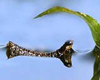 Baby Beetles Inspires Mini Boat Powered By Surface Tension