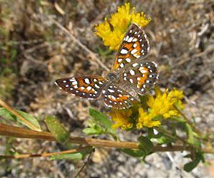 Commonly used herbicides seen as threat to endangered butterflies
