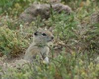 Gray squirrels are smarter than red squirrels, research shows