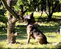 Dogs can detect agricultural diseases early