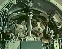 Belka and Strelka, the canine cosmonauts