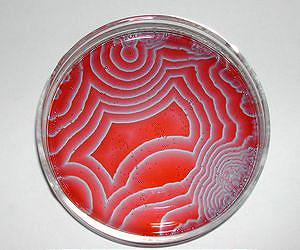 Oscillating Gel Acts Like Artificial Skin, Giving Robots Potential Ability to Feel