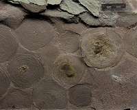 Biomarkers solve 500-million-year-old macroorganism mystery