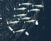 Like human societies, whales value culture and family ties