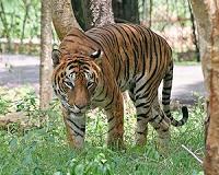 World tiger count rises for first time in 100 years