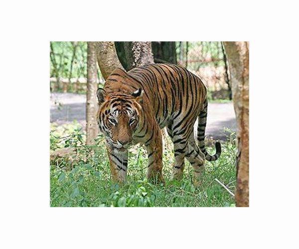 Europe's captive tiger trade 'risks spurring illegal demand'