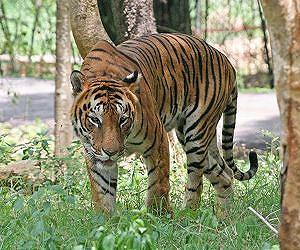 Nepal launches census of Royal Bengal tiger