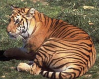 India's tiger protection plan 'failing': experts