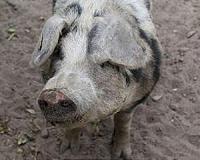 Soybean has greater energy value when fed to pigs than previously known