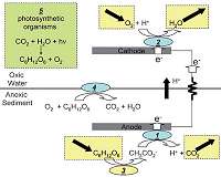 NRL Issued Patent for Solar Microbial Fuel Cell