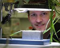 Light green plants save nitrogen without sacrificing photosynthetic efficiency