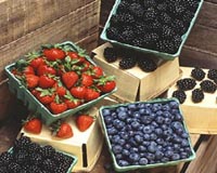 InSync Software Collaborates With IBM To Improve Food Safety