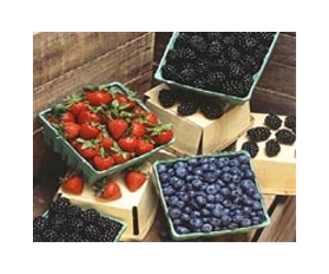 Strong scientific evidence that eating berries benefits the brain