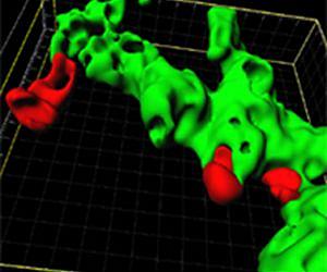 Stem cells develop best in 3D