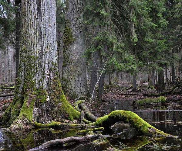 How forests can cut carbon, restore ecosystems, and create jobs