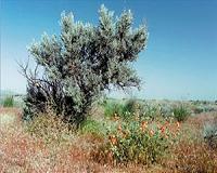 Research details response of sagebrush to 2017 solar eclipse