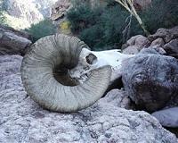 Bighorn sheep went extinct on desert island in Gulf of California