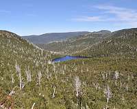 Ancient Australian trees face uncertain future under climate change