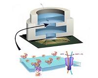 Columbia engineers build biologically powered chip