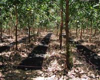 Geoengineering Could Complement Mitigation To Cool The Climate