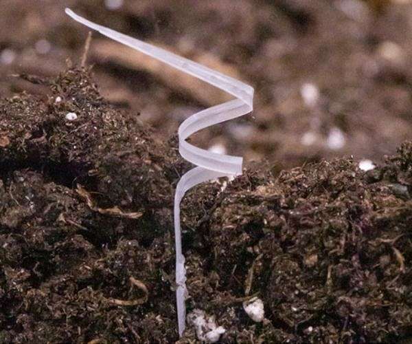 3D-printed biodegradable seed robot can change shape in response to humidity