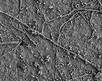 A self-cleaning surface that repels even the deadliest superbugs