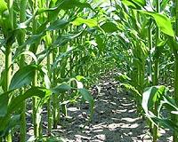 New Discovery Will Enhance yield and quality of Cereal and Bioenergy Crops