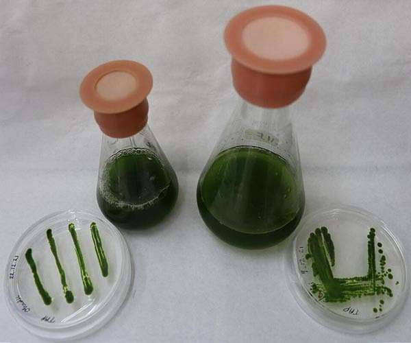 Mapping the photosynthetic properties of the fastest growing alga in the world