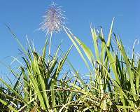 Expanding Brazilian sugarcane could dent global CO2 emissions
