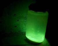 Scientists uncovered the mechanism of fungal luminescence and created luminescent yeasts