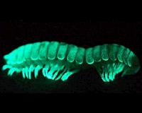 Virginia Tech researcher shines light on origin of bioluminescence