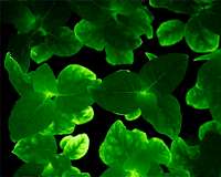 Green aviation still has electrifying future despite virus