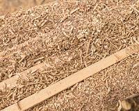 A ray of sunshine for bioenergy