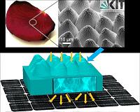 'Flower Power': Photovoltaic cells replicate rose petals